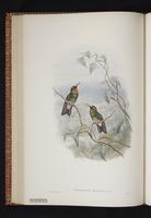 Flame-throated Sunangel plate 23