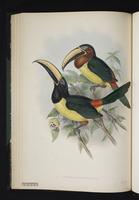 Pteroglossus humboldti plate 22