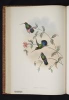 Green-fronted Lancebill plate 22