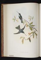 Coeligena [lutetiae x torquata] plate 21