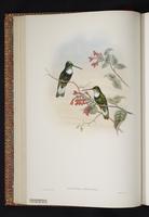 Collared Inca plate 20