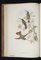 Violet-throated Starfrontlet plate 19