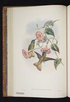 Violet-throated Starfrontlet plate 18