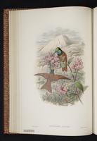 Rainbow Starfrontlet plate 17