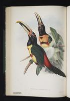 Pteroglossus erythropygius plate 21