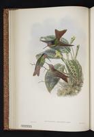 Rainbow Starfrontlet plate 16