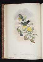 Velvet-browed Brilliant plate 15