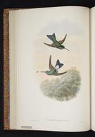 Rufous-webbed Brilliant plate 14