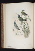 Magnificent Hummingbird plate 13
