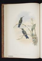 Black-throated Brilliant plate 12