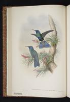 Sparkling Violetear plate 11