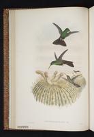 Monograph of the Trochilidae, 1s:77