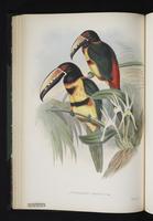 Pteroglossus torquatus plate 20