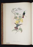 Anthracothorax nigricollis x Chrysolampis mosquitus plate 9