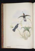 Golden-tailed Sapphire plate 8