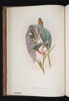 White-throated Mountain-gem, White-throated Mountaingem plate 7