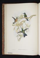 White-throated Mountain-gem, White-throated Mountaingem plate 6