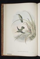 Many-spotted Hummingbird plate 4