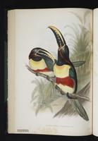 Pteroglossus castanotis plate 19