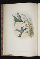 Santa Marta Sabrewing plate 3