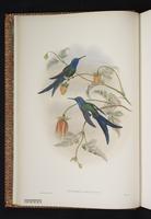 Swallow-tailed Hummingbird plate 2