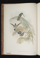 Tooth-billed Hummingbird plate 1