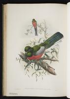 Slaty-tailed trogon; Trogón cola oscura plate 36