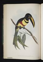 Pteroglossus poecilosternus plate 18