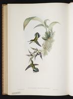 Ecuadorian Piedtai plate 360