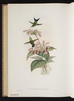 Calliphlox amethystina x Chlorostilbon aureoventris plate 359