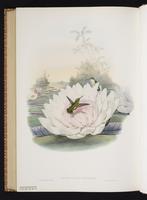 Short-tailed Emerald plate 358