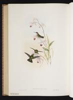 Green-tailed Emerald plate 357