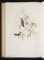 Glittering-bellied Emerald plate 354