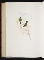 Red-billed Emerald plate 353