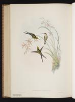 Canivet's Emerald, Esmeralda tijereta plate 350