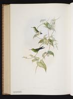 Puerto Rican Emerald plate 349