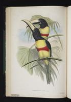 Pteroglossus wiedi plate 16