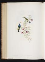 Sapphire-throated Hummingbird plate 346