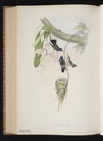 Humboldt's Sapphire plate 344