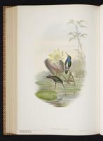 Sapphire-spangled Emerald plate 343