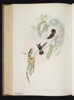 Rufous-throated Sapphire plate 342