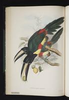 Pteroglossus aracari plate 15