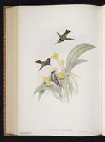 Blue-chested Hummingbird plate 341