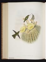 Dusky Hummingbird, Colibrí oscuro, plate 340