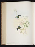 Broad-billed Hummingbird, Colibrí pico ancho plate 339