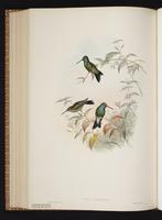 Broad-billed Hummingbird, Colibrí pico ancho plate 338