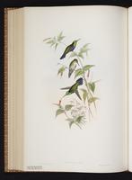 Violet-bellied Hummingbird plate 337