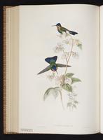 Fiery-throated Hummingbird plate 336