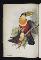 Ramphastos dicolorus plate 14