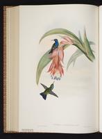 Chlorestes notatus x Hylocharis cyanus plate 334